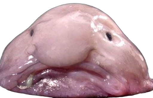 White Supremist propaganda Blank Meme Template