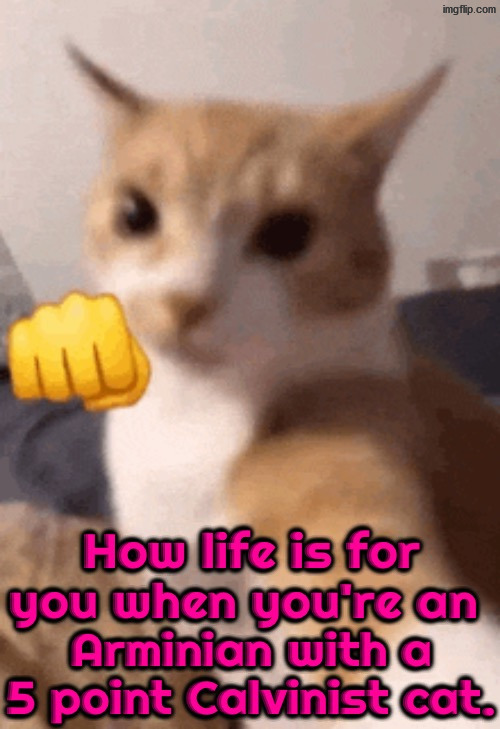 5 Point Calvinist Cat | image tagged in calvinism,calvinist memes,anti calvinism,reformed theology,arminian,cats | made w/ Imgflip meme maker
