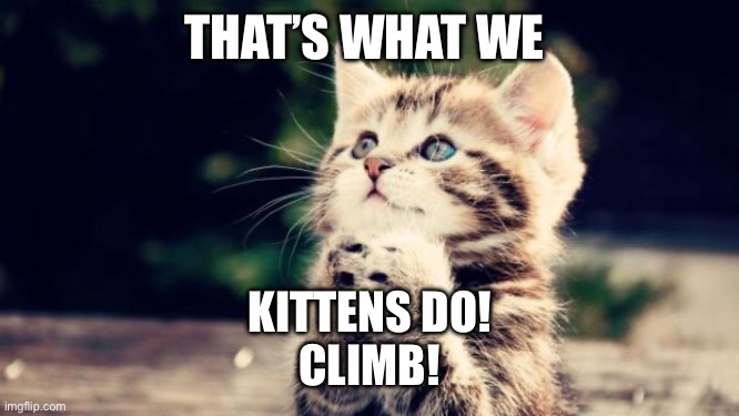 Cute kitten | THAT’S WHAT WE KITTENS DO!
CLIMB! | image tagged in cute kitten | made w/ Imgflip meme maker