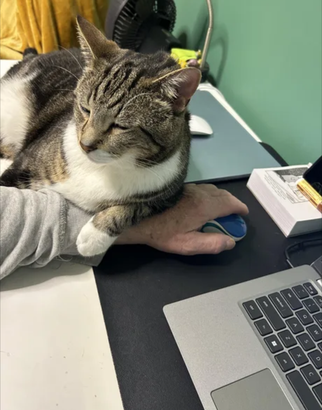 just call in bro cat Blank Meme Template