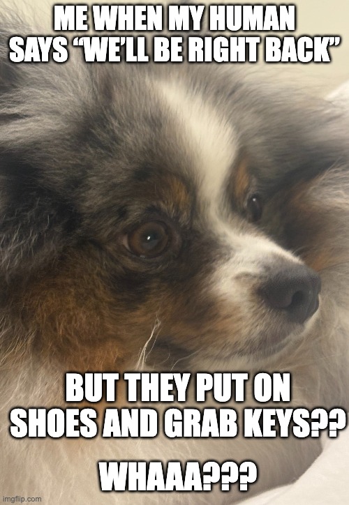 pom | ME WHEN MY HUMAN SAYS “WE’LL BE RIGHT BACK”; BUT THEY PUT ON SHOES AND GRAB KEYS?? WHAAA??? | image tagged in dogs | made w/ Imgflip meme maker