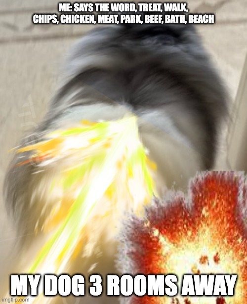 pom | ME: SAYS THE WORD, TREAT, WALK, CHIPS, CHICKEN, MEAT, PARK, BEEF, BATH, BEACH; MY DOG 3 ROOMS AWAY | image tagged in dog | made w/ Imgflip meme maker