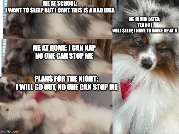 pom | ME 10 MIN LATER: 
YEA NO I WILL SLEEP, I HAVE TO WAKE UP AT 6; ME AT SCHOOL:
I WANT TO SLEEP BUT I CANT, THIS IS A BAD IDEA; ME AT HOME: I CAN NAP
NO ONE CAN STOP ME; PLANS FOR THE NIGHT: 
I WILL GO OUT, NO ONE CAN STOP ME | image tagged in funny dogs | made w/ Imgflip meme maker