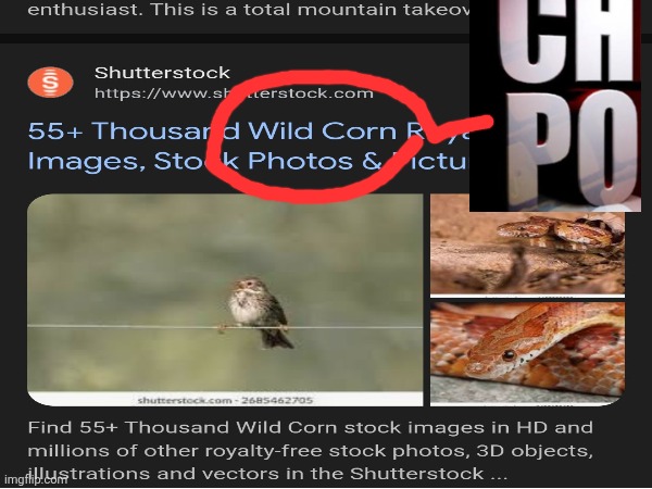 Wtf dude wild corn | image tagged in name soundalikes | made w/ Imgflip meme maker