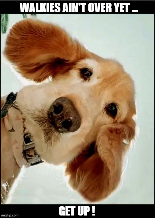 After You Fell Flat On Your Back ... | WALKIES AIN'T OVER YET ... GET UP ! | image tagged in dogs,fall,walkies,get up | made w/ Imgflip meme maker