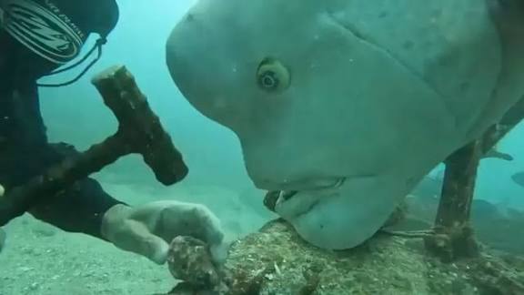 Hammerhead fish engineer Blank Meme Template