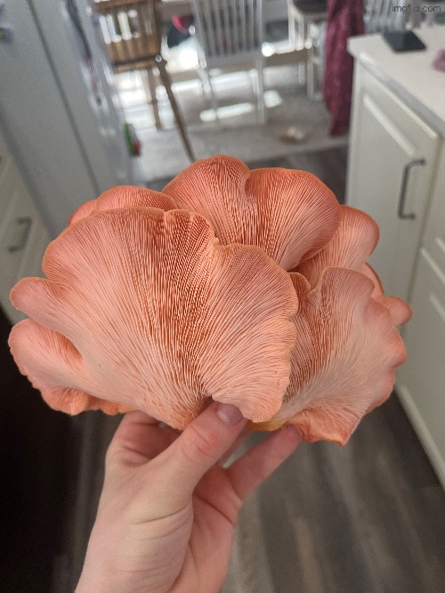 My sweet child shall be eaten soon. I am eating his brother tonight. | made w/ Imgflip meme maker