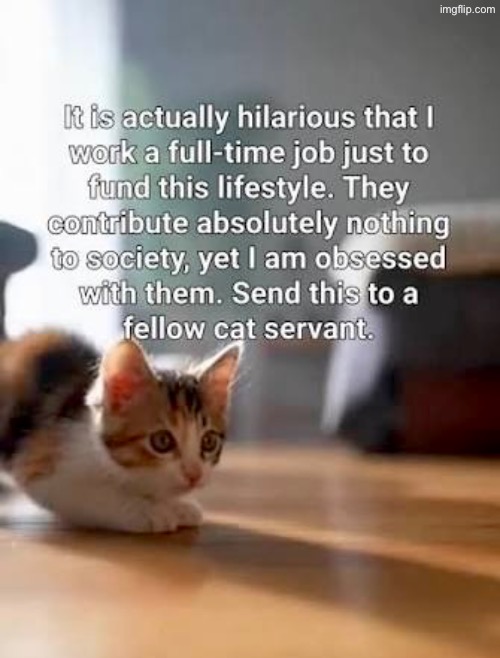 Cat Servants | image tagged in cats,funny cats,superior royalty,peasant,obsessed,we are intellectually superior in every way | made w/ Imgflip meme maker