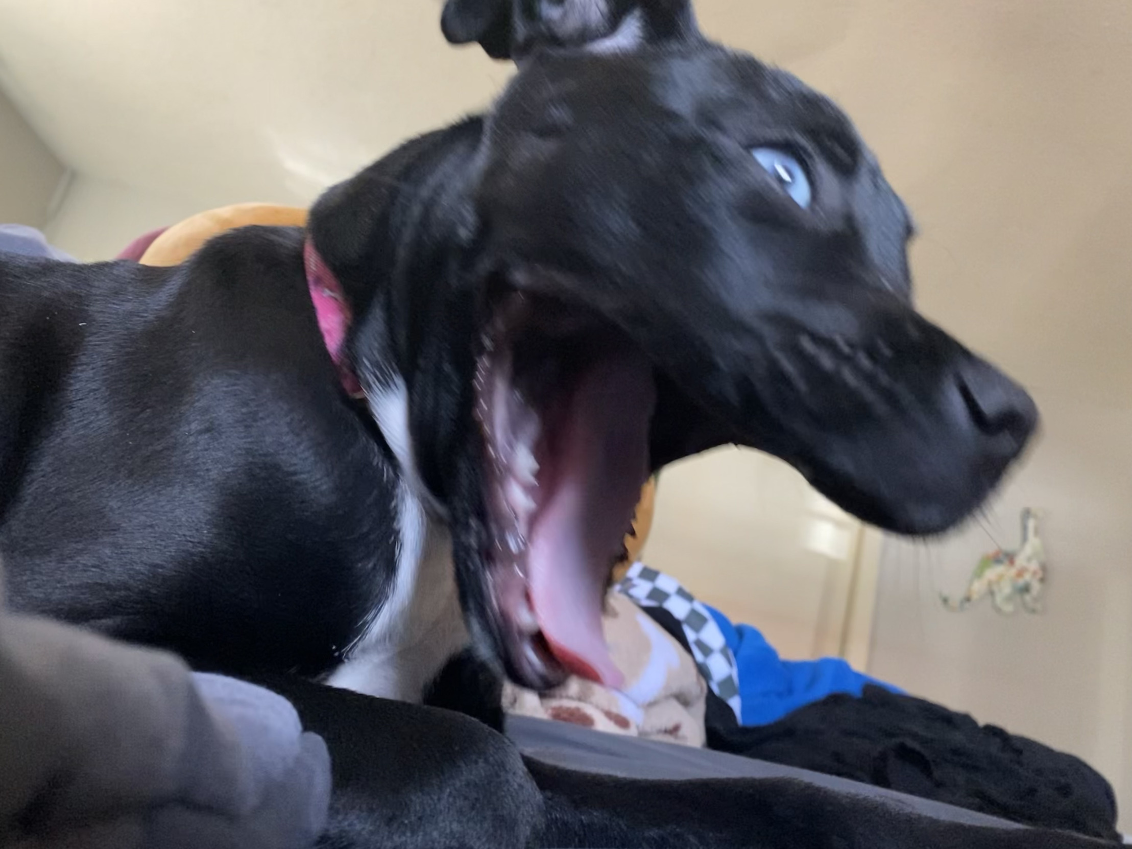 Screaming dog Blank Meme Template