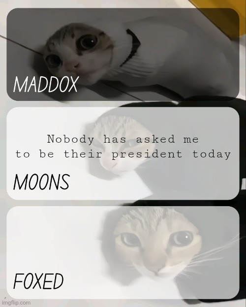maddox, moons, n foxed kitty temp | Nobody has asked me to be their president today | image tagged in maddox moons n foxed kitty temp | made w/ Imgflip meme maker