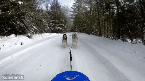 Sled dogs Blank Meme Template