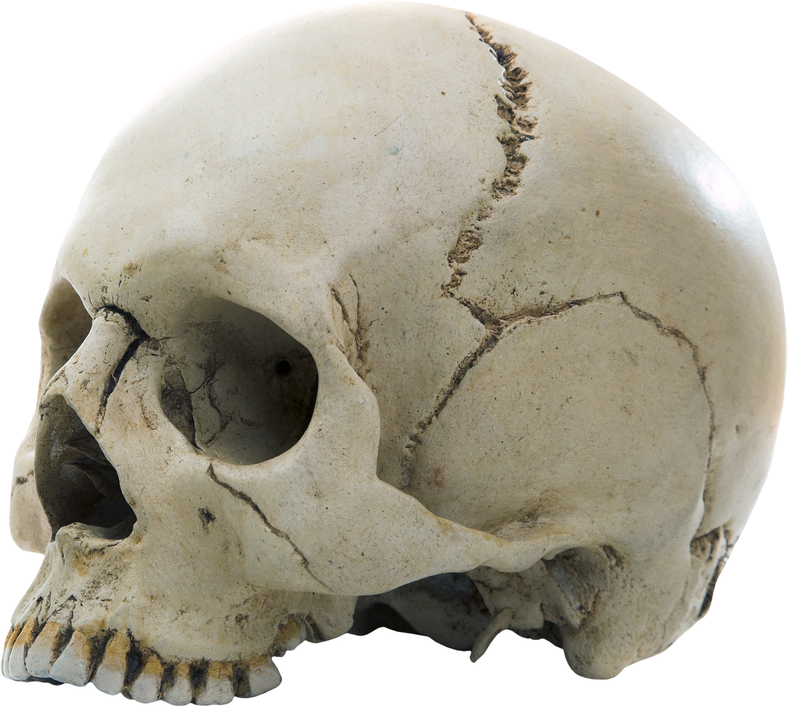 Skull Blank Meme Template