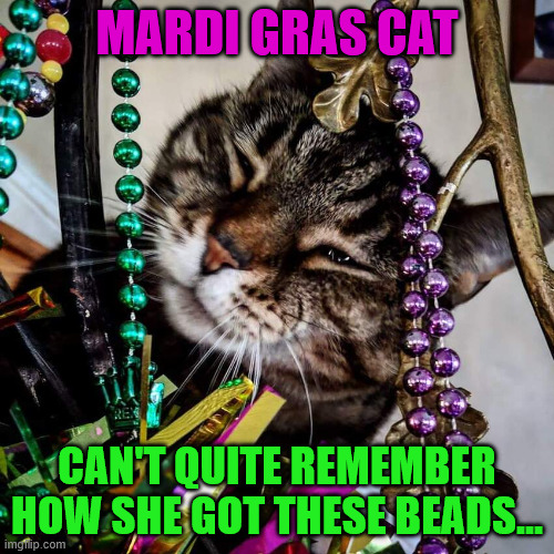 Mardi Gras Cat | MARDI GRAS CAT; CAN'T QUITE REMEMBER HOW SHE GOT THESE BEADS... | image tagged in mardi gras,cat,cute cat,hangover | made w/ Imgflip meme maker