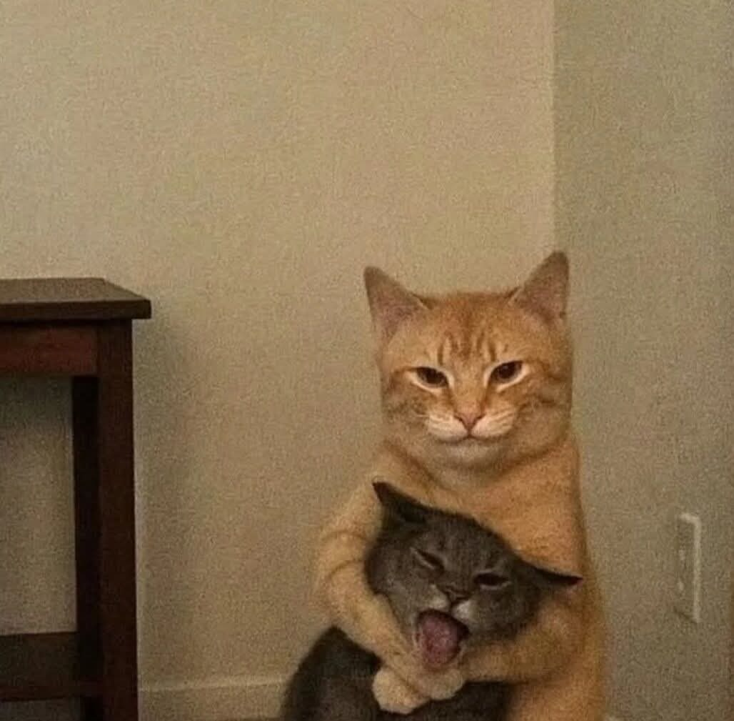 cat strangle cat Blank Meme Template