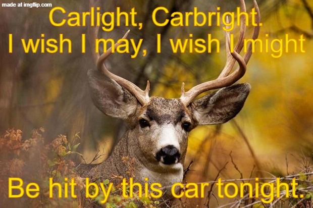 I had this idea as i was walking down stairs at 6:26 AM 2/12/2026. Deers: | Carlight, Carbright.
I wish I may, I wish I might; Be hit by this car tonight. | image tagged in deer meme,deer,cars,memes,funny,gifs | made w/ Imgflip meme maker