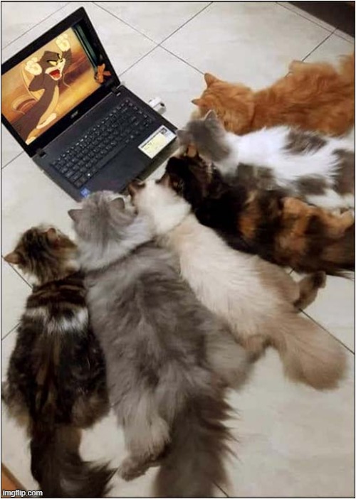It Must Be 'Film Night' | image tagged in cats,films,tom and jerry | made w/ Imgflip meme maker