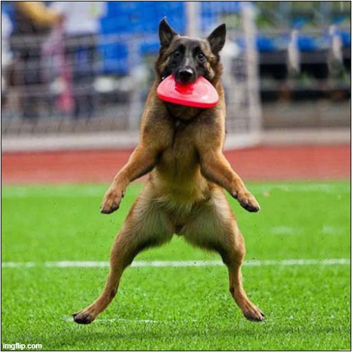 The Perfect Frisbee Catch ! | image tagged in dogs,german shepherd,frisbee | made w/ Imgflip meme maker