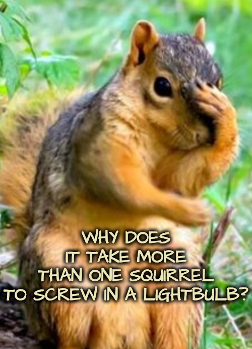 The riddle even a guber would not admit | WHY DOES IT TAKE MORE THAN ONE SQUIRREL TO SCREW IN A LIGHTBULB? | image tagged in gubers gunna be upset,oo la la comme d habitude | made w/ Imgflip meme maker