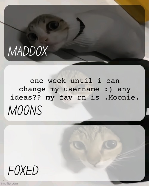 maddox, moons, n foxed kitty temp | one week until i can change my username :) any ideas?? my fav rn is .Moonie. | image tagged in maddox moons n foxed kitty temp | made w/ Imgflip meme maker