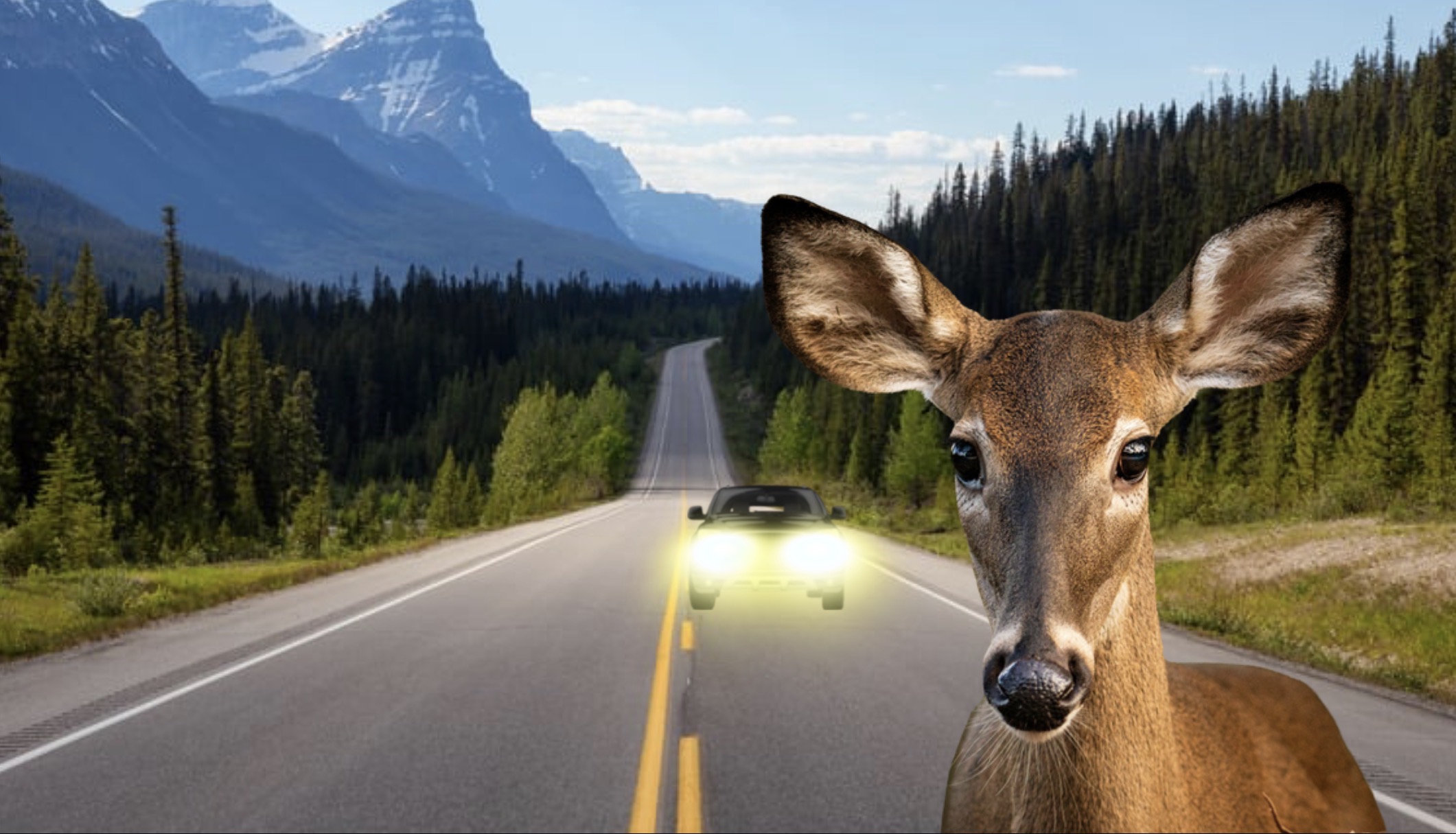 Deer Blank Meme Template