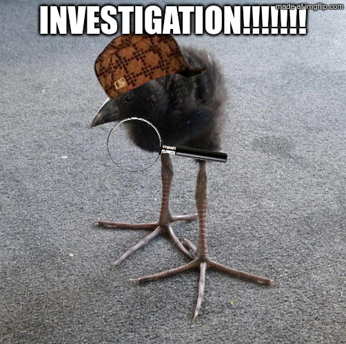 Pukeko chick | INVESTIGATION!!!!!!! | image tagged in pukeko chick | made w/ Imgflip meme maker