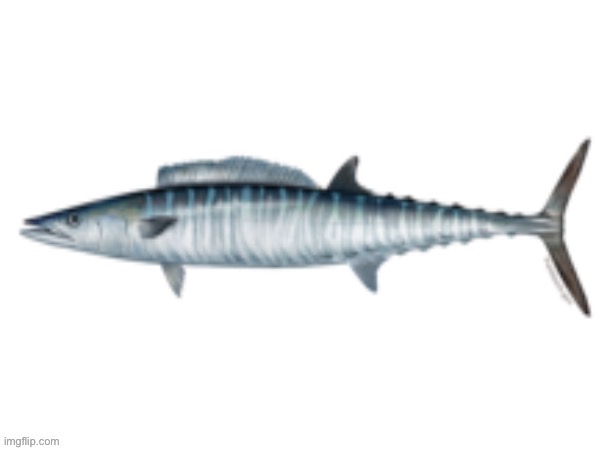 Error: To submit your image you must certify its integrity by ch | image tagged in trout teeth template | made w/ Imgflip meme maker