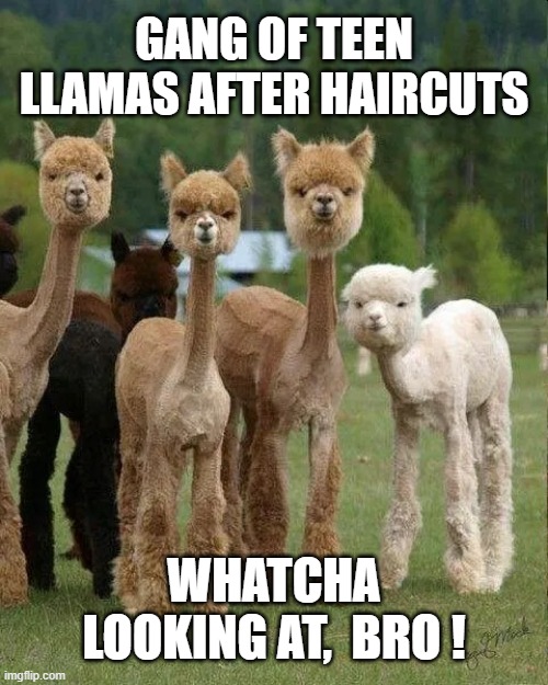 Newly Shorn Corny Humor | GANG OF TEEN LLAMAS AFTER HAIRCUTS; WHATCHA LOOKING AT,  BRO ! | image tagged in humor | made w/ Imgflip meme maker