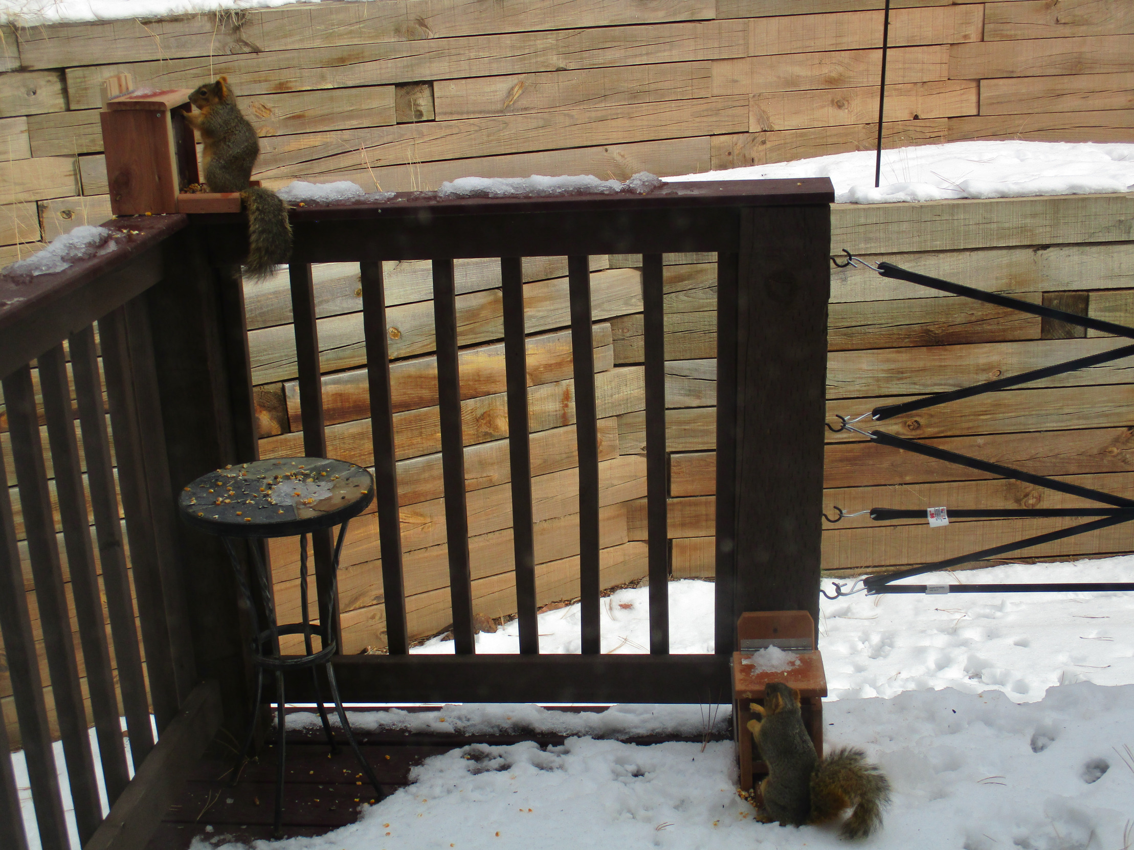 Hungry Squirrels Blank Meme Template