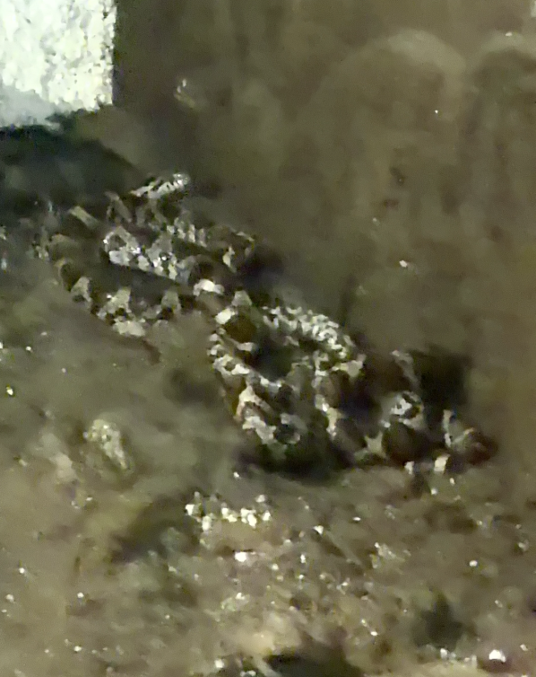 Snek Blank Meme Template