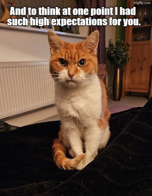 Vindictive Turd | image tagged in cats,funny cats,turd,disappointed,angry cat,disgusted | made w/ Imgflip meme maker
