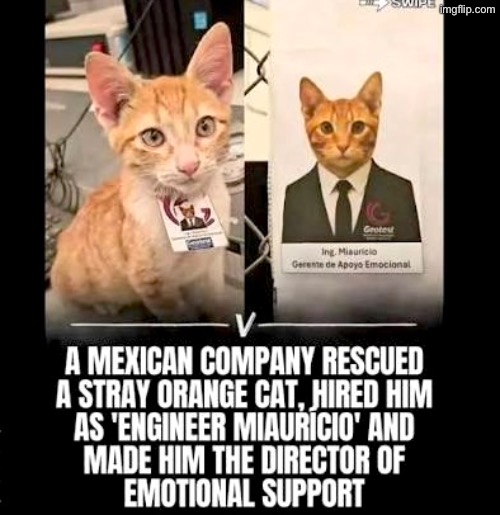 Great Idea | image tagged in cats,funny cats,good idea,support,employee of the month,mexican | made w/ Imgflip meme maker