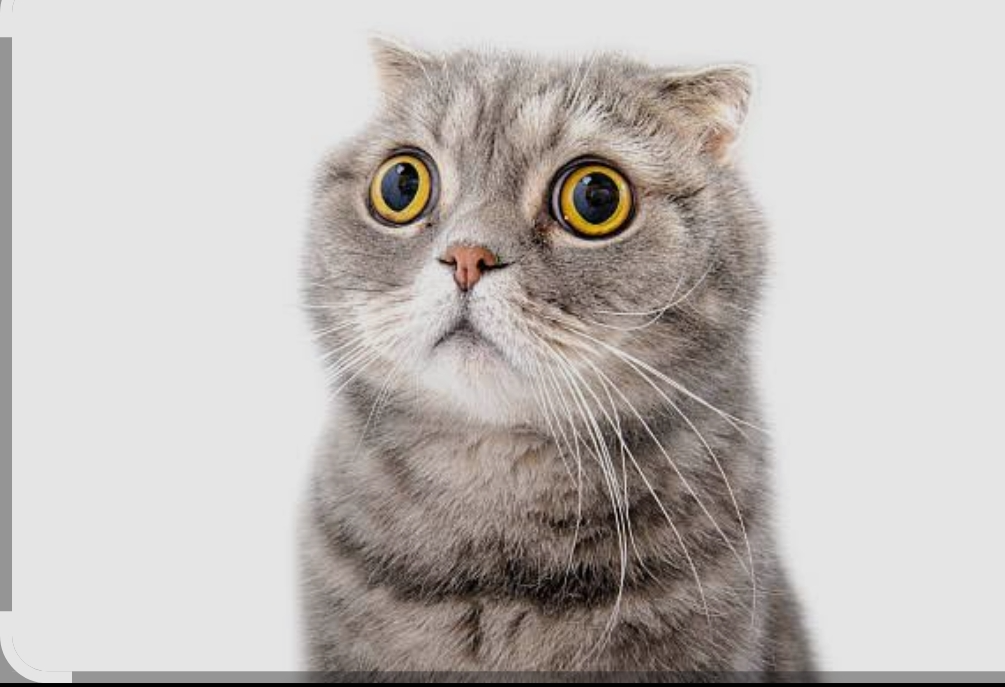 Gato asustado Blank Meme Template