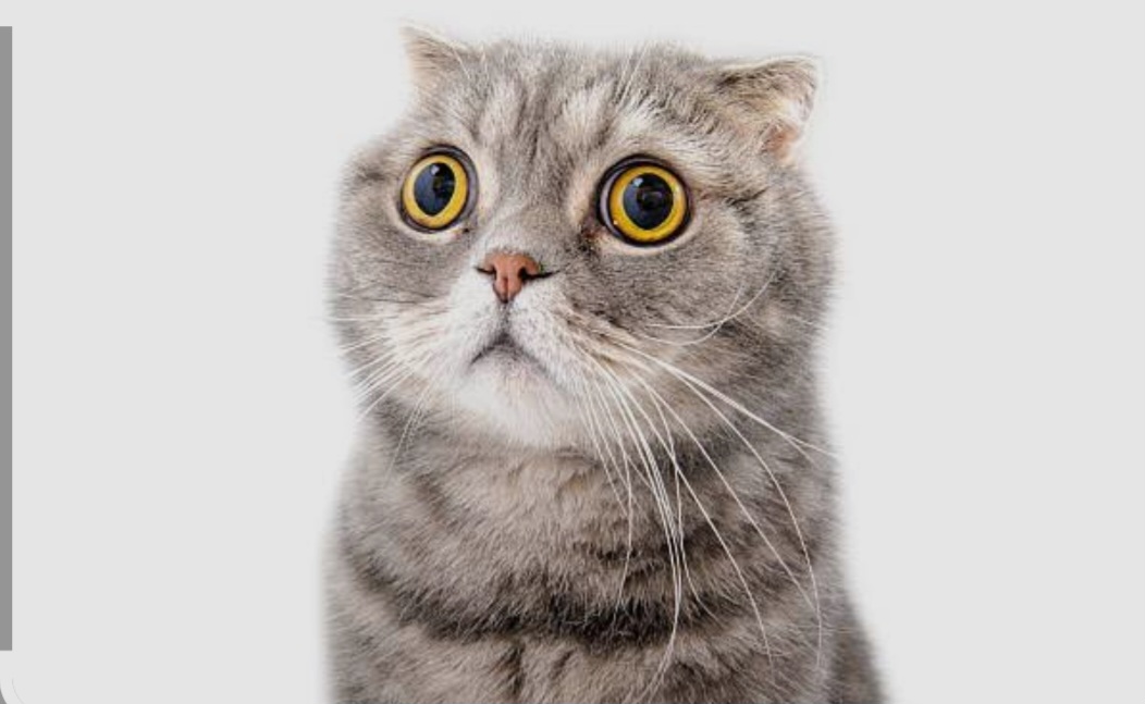 Gato asustado Blank Meme Template