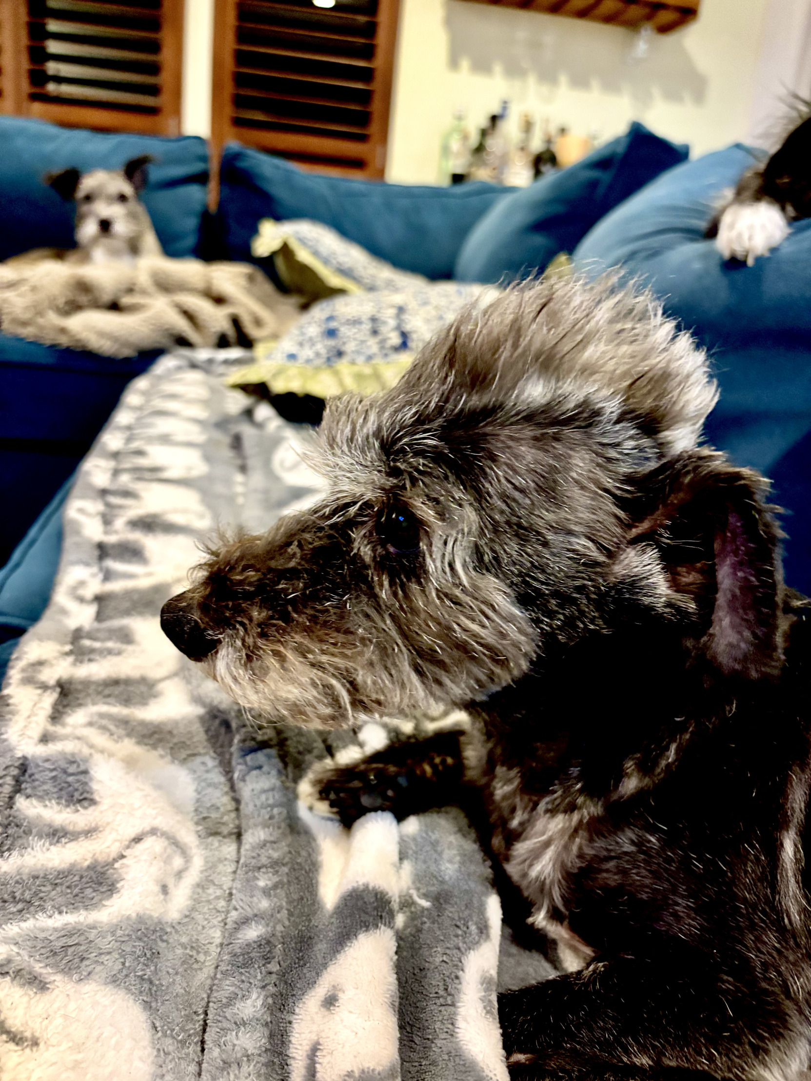 Punkdog Blank Meme Template