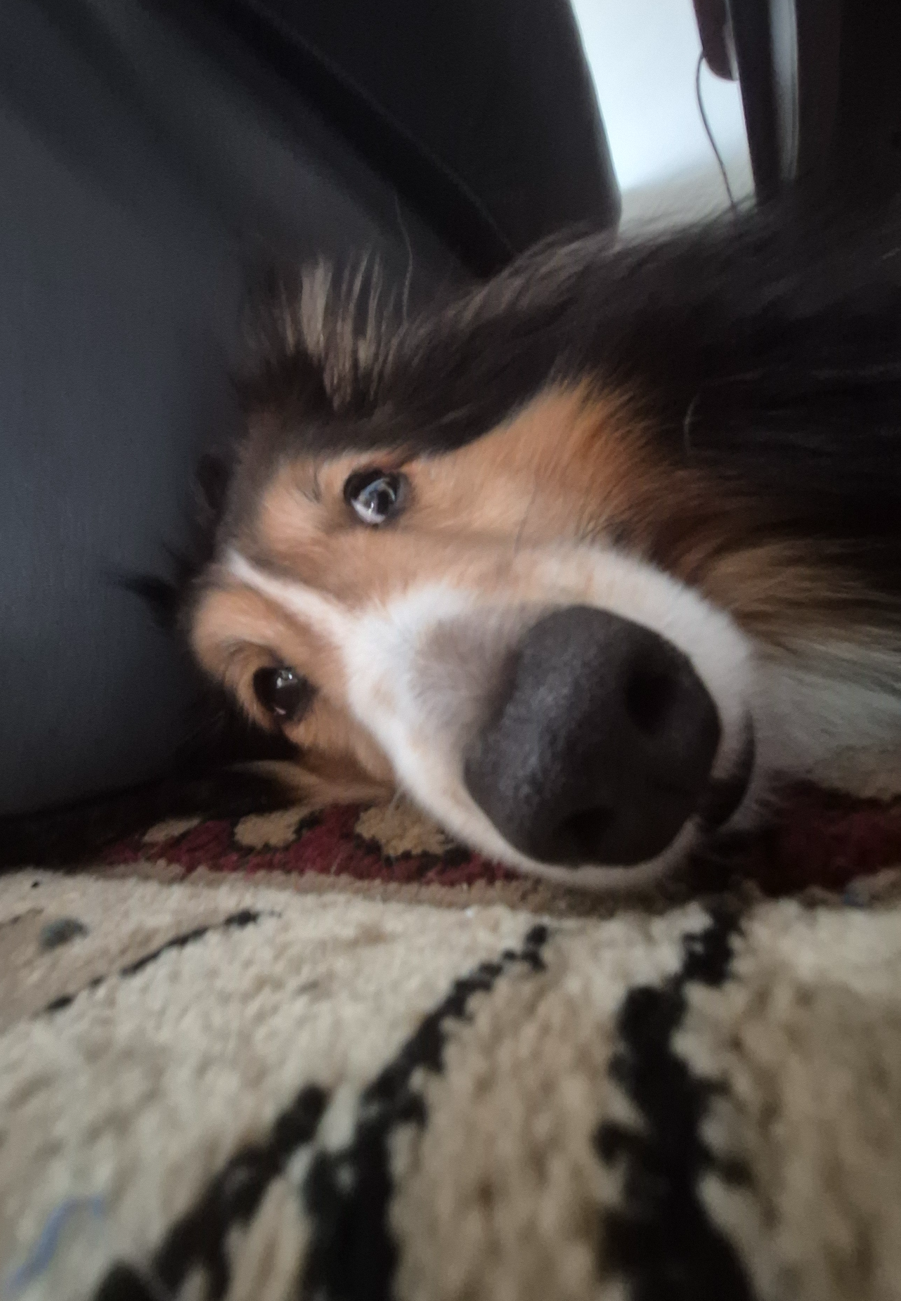 Wolfie Blank Meme Template