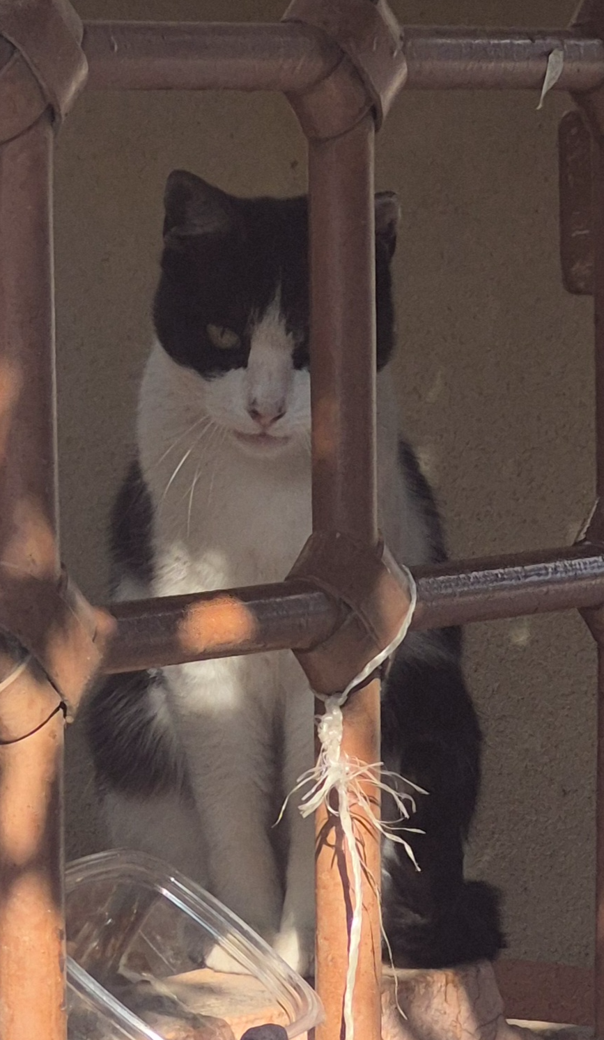 Gato Blank Meme Template