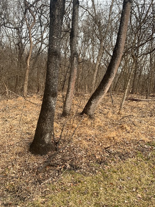 Spotted Lanternfly damage | made w/ Imgflip meme maker