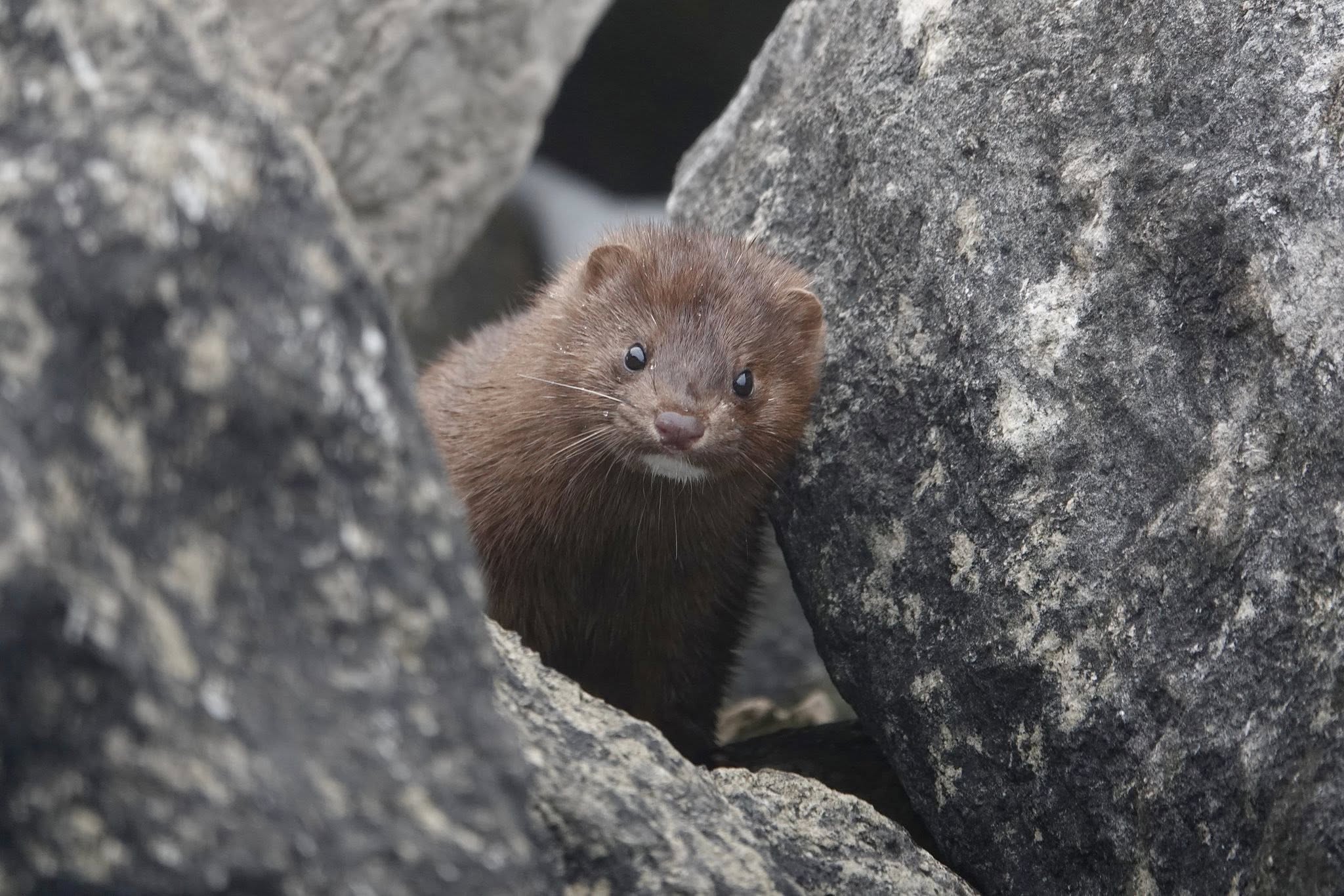 serious mink Blank Meme Template