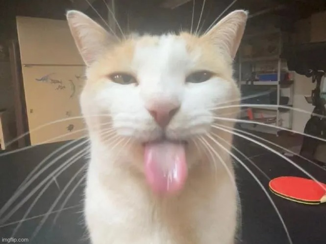 silly cat | image tagged in silly cat | made w/ Imgflip meme maker