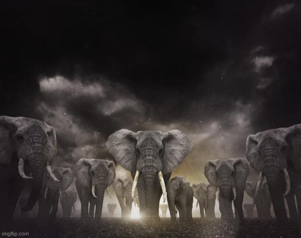 96 Elephants: so what? | image tagged in 96 elephants so what | made w/ Imgflip meme maker
