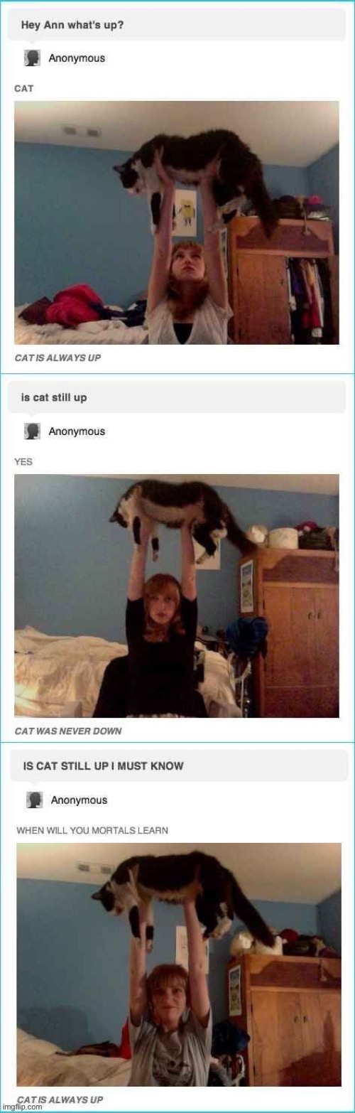 Every cat is always up! Your cat is up, my cat is up, everyone’s cats are up! | image tagged in cats,funny,memes,funny memes,random,oh wow are you actually reading these tags | made w/ Imgflip meme maker
