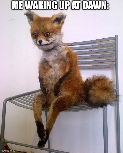 I have a love-hate relationship with waking up early | ME WAKING UP AT DAWN: | image tagged in stoned fox | made w/ Imgflip meme maker