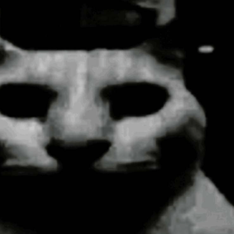 cat Blank Meme Template