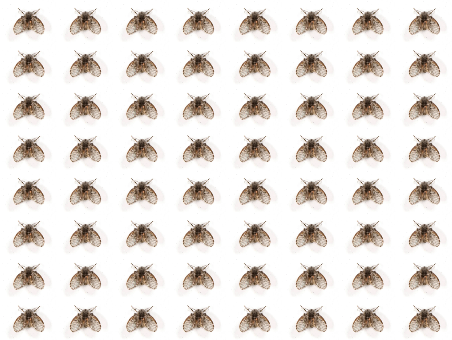 64 drain flies Blank Meme Template