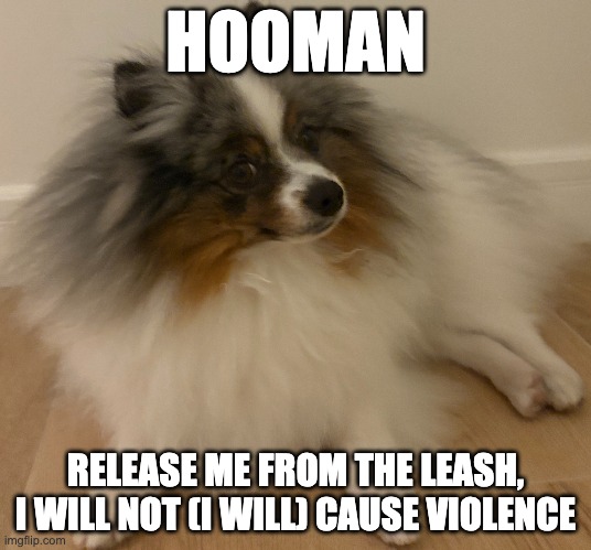 pom | HOOMAN; RELEASE ME FROM THE LEASH, I WILL NOT (I WILL) CAUSE VIOLENCE | made w/ Imgflip meme maker