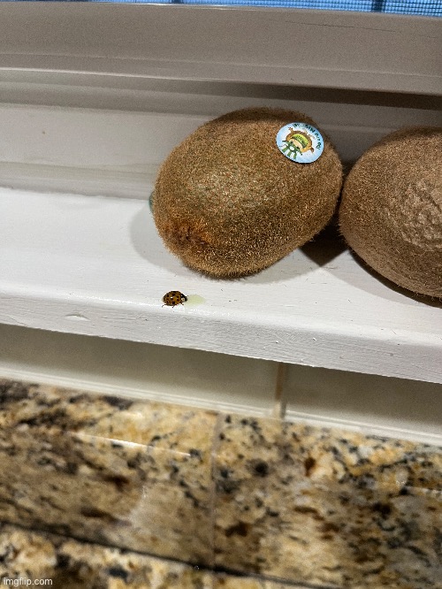 Found a ladybug in the refrigerator. Mom gave it some juice. | made w/ Imgflip meme maker