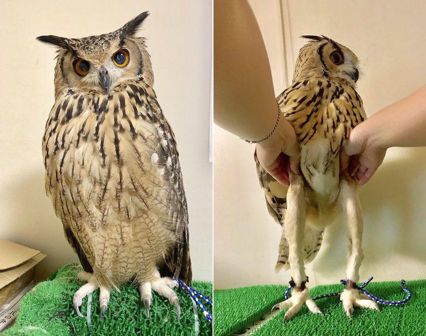 Owl legs Blank Meme Template