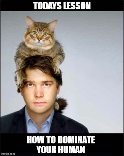 They Have The Power ! | TODAYS LESSON; HOW TO DOMINATE YOUR HUMAN | image tagged in cats,human,domination | made w/ Imgflip meme maker