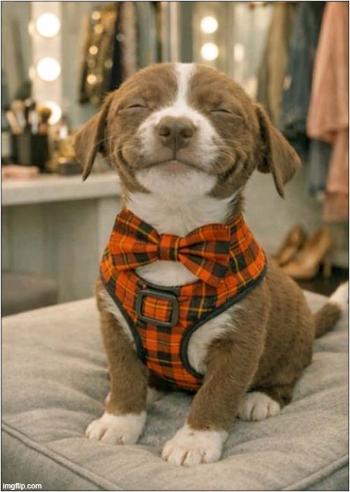 Are You Practicing Being Beautiful ? | image tagged in dogs,practice,beautiful | made w/ Imgflip meme maker