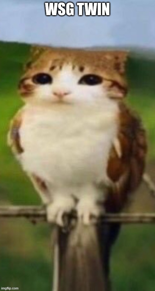 WSG TWIN | made w/ Imgflip meme maker